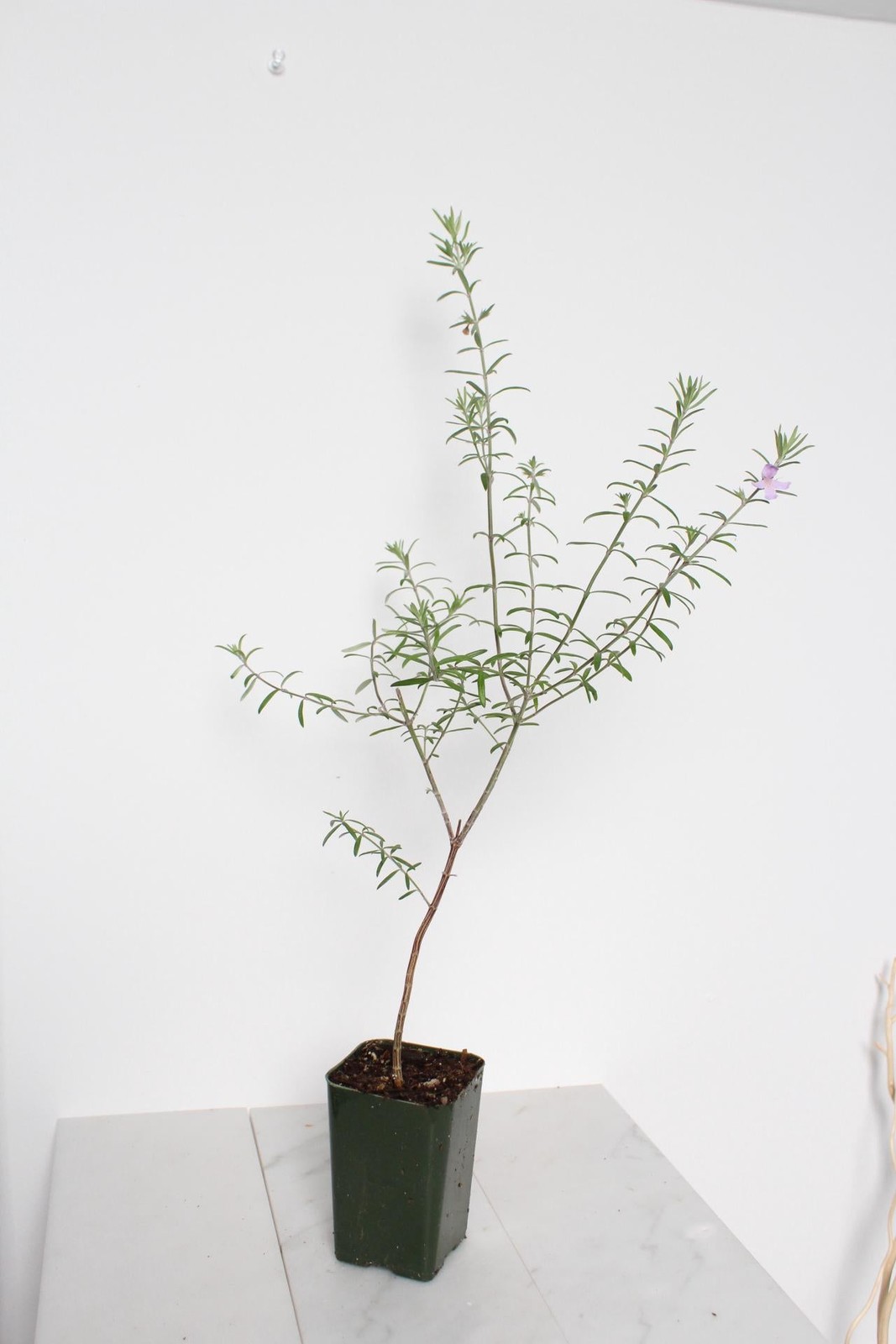Coastal Rosemary, 2 Inch Pot, Purple Flowering Evergreen Shrub