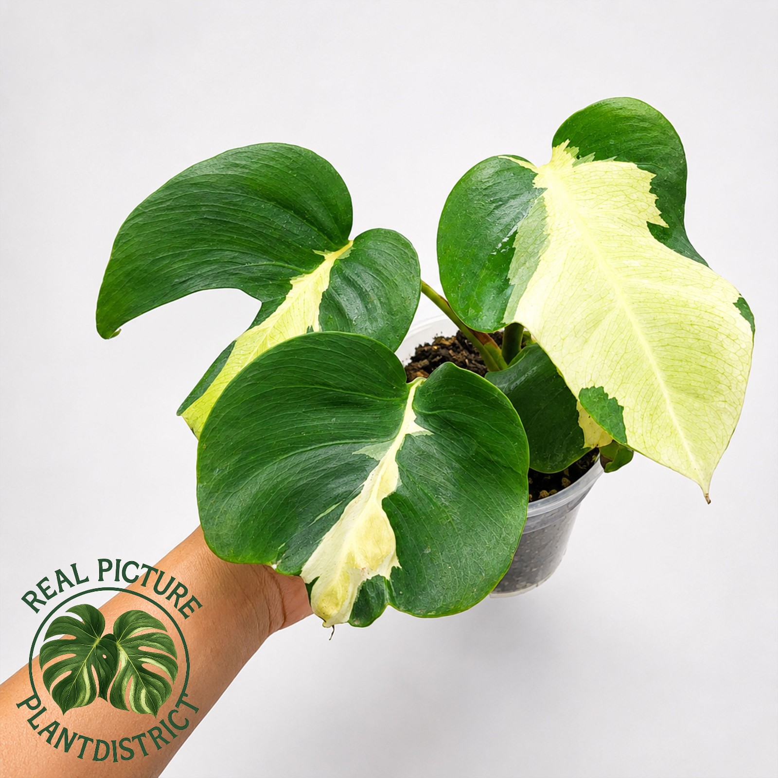 Monstera White Lava Variegated Large Size Free Phyto