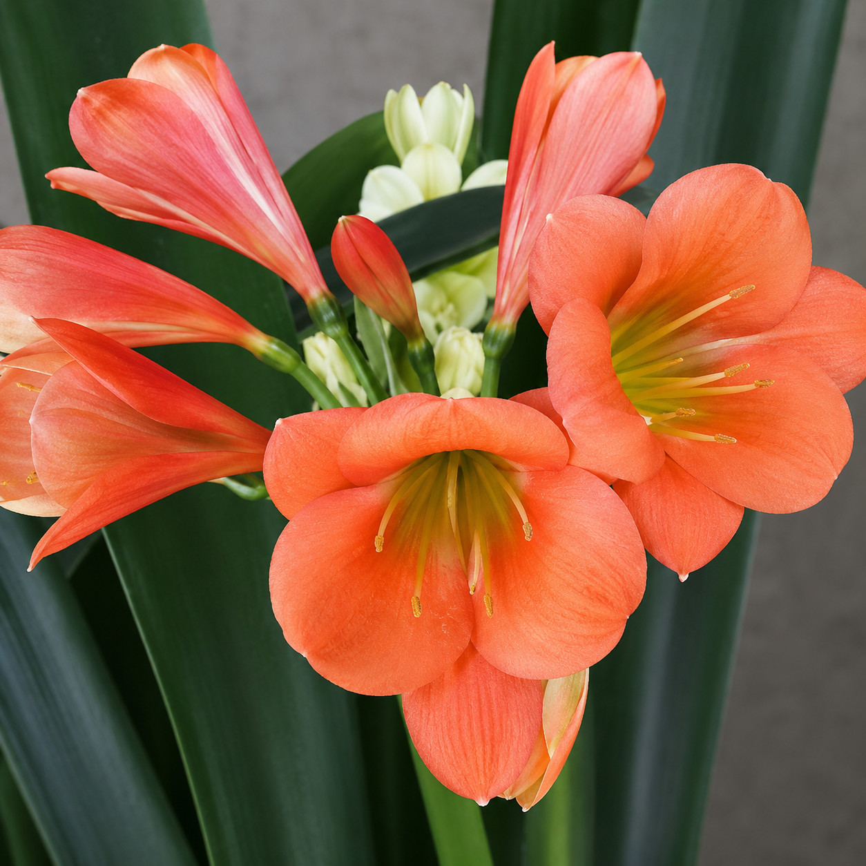 Clivia (Natal Yellow X One Love) x (Natal Yellow x Sleeping Beauty x Daruma)