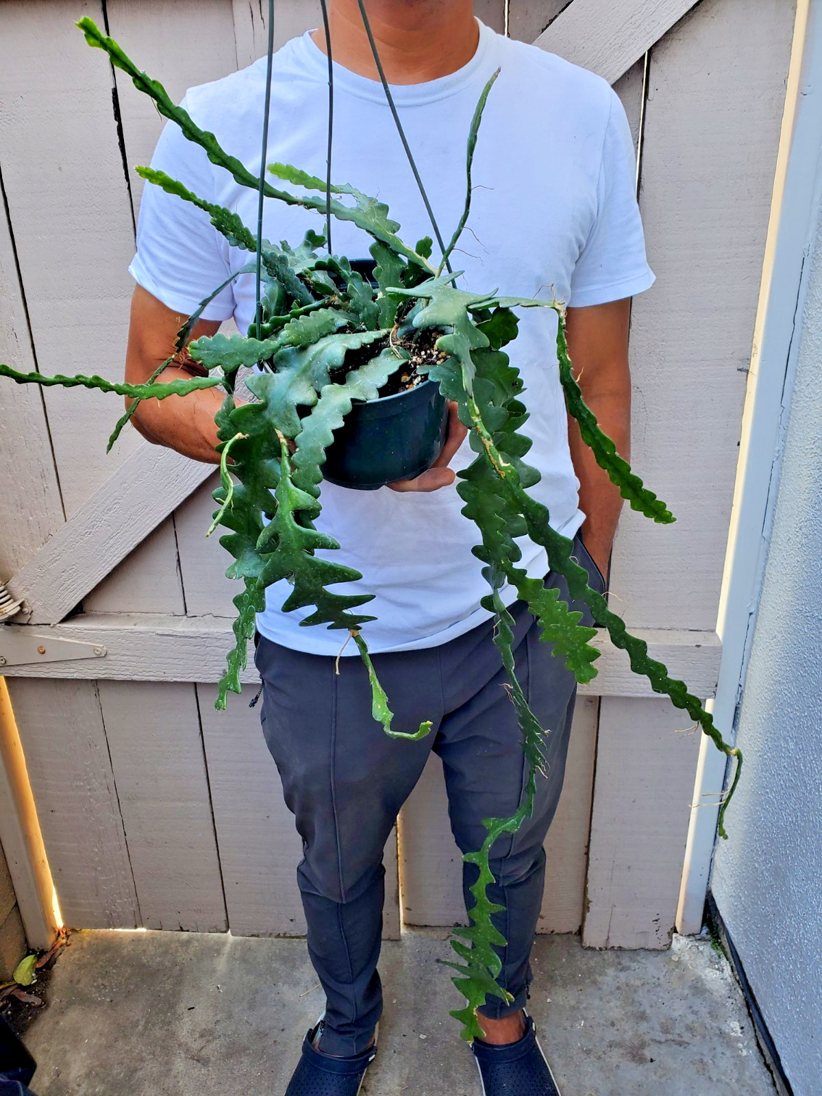 Cryptocereus anguliger Ric Rac Fishbone Cactus Succulent