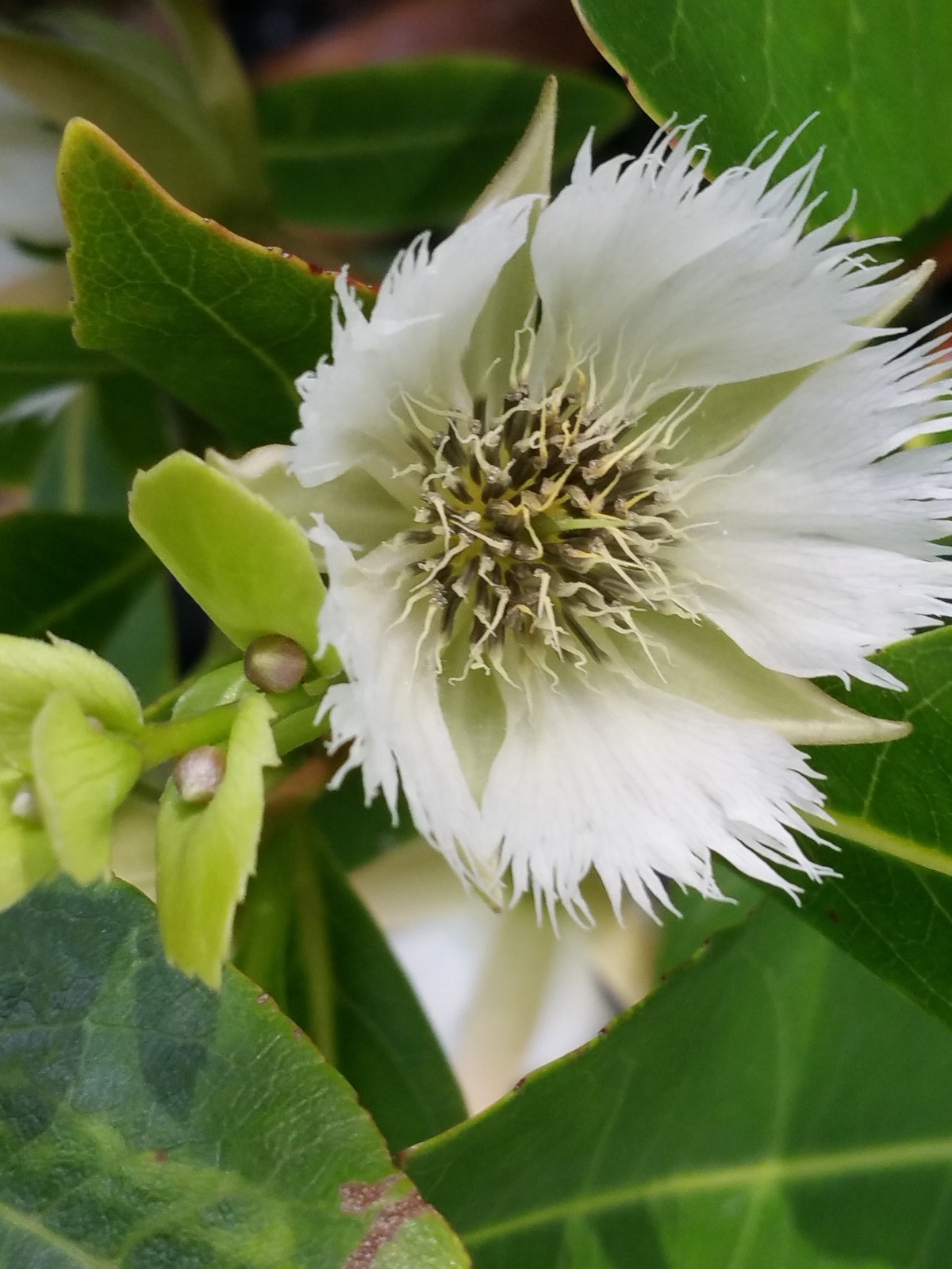 FAIRY PETTICOAT Tropical Tree Butterfly Plant Unusual Fringed Pink White Bloom