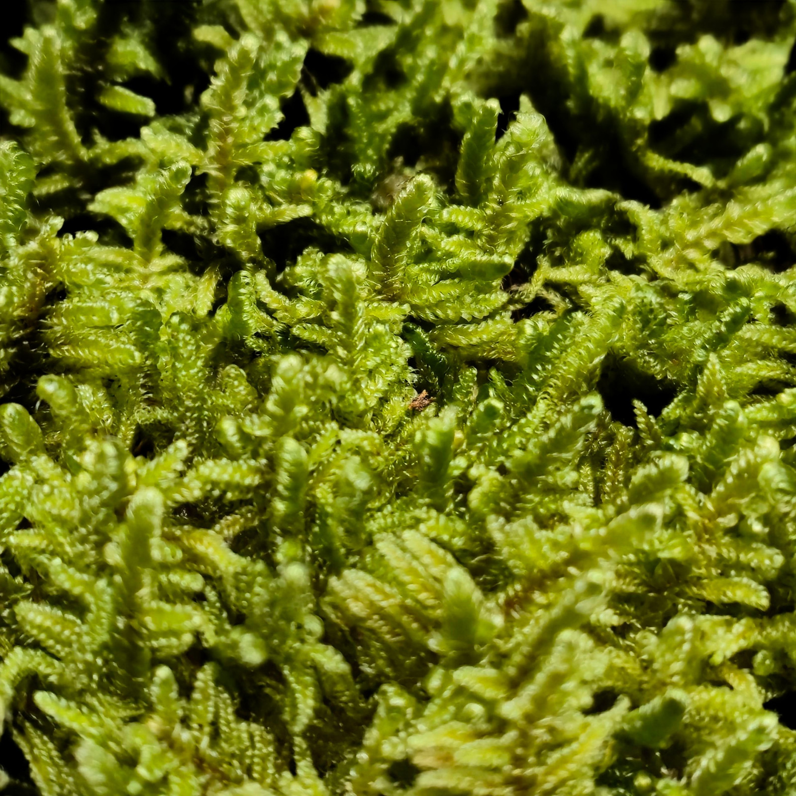 Value Small Live Moss Assortment 5″x7″ Bag for Terrarium Reptiles Fairy Garden
