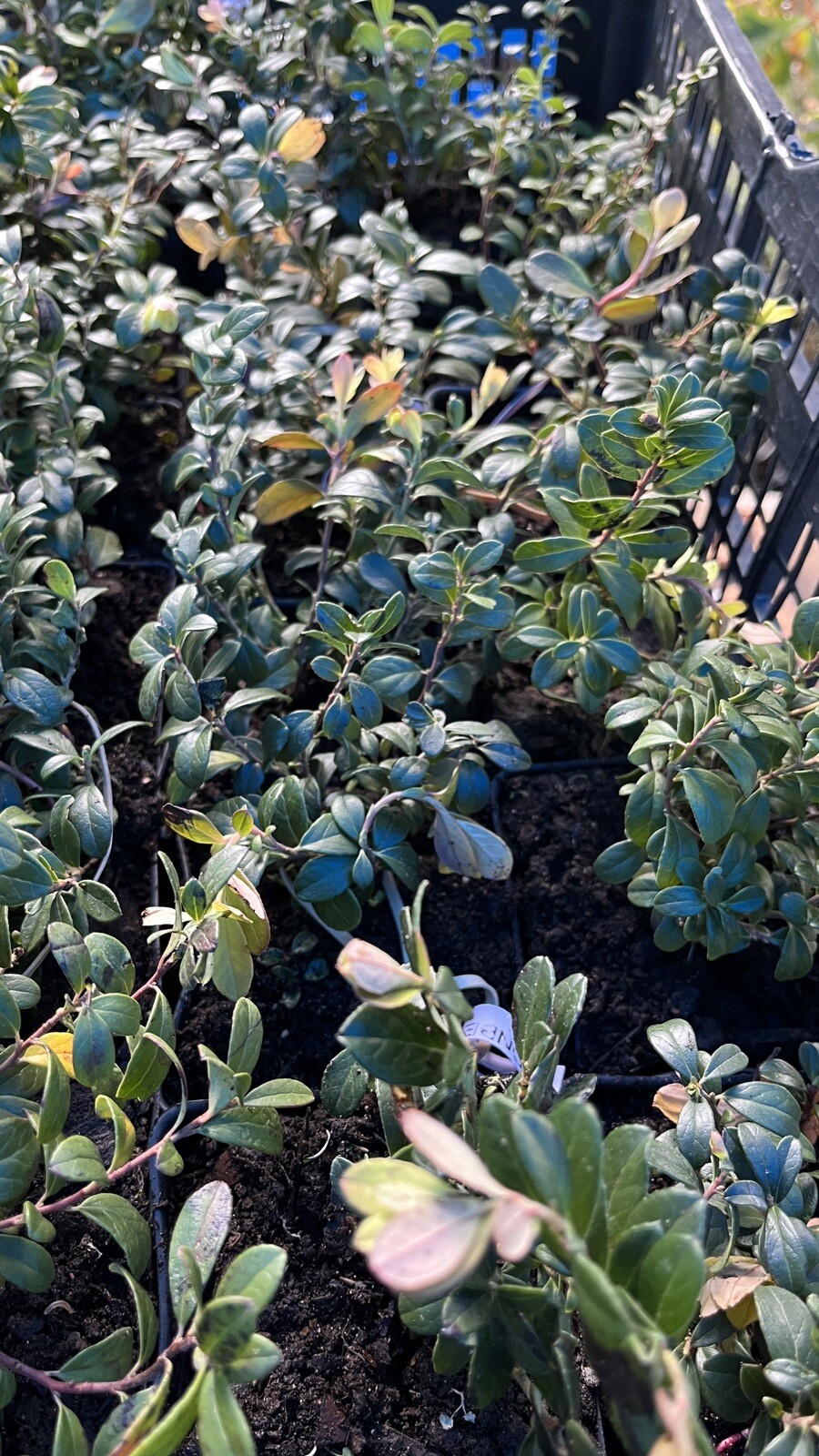 Red Pearl Lingonberry plant, well rooted plant 3-5 inches tall