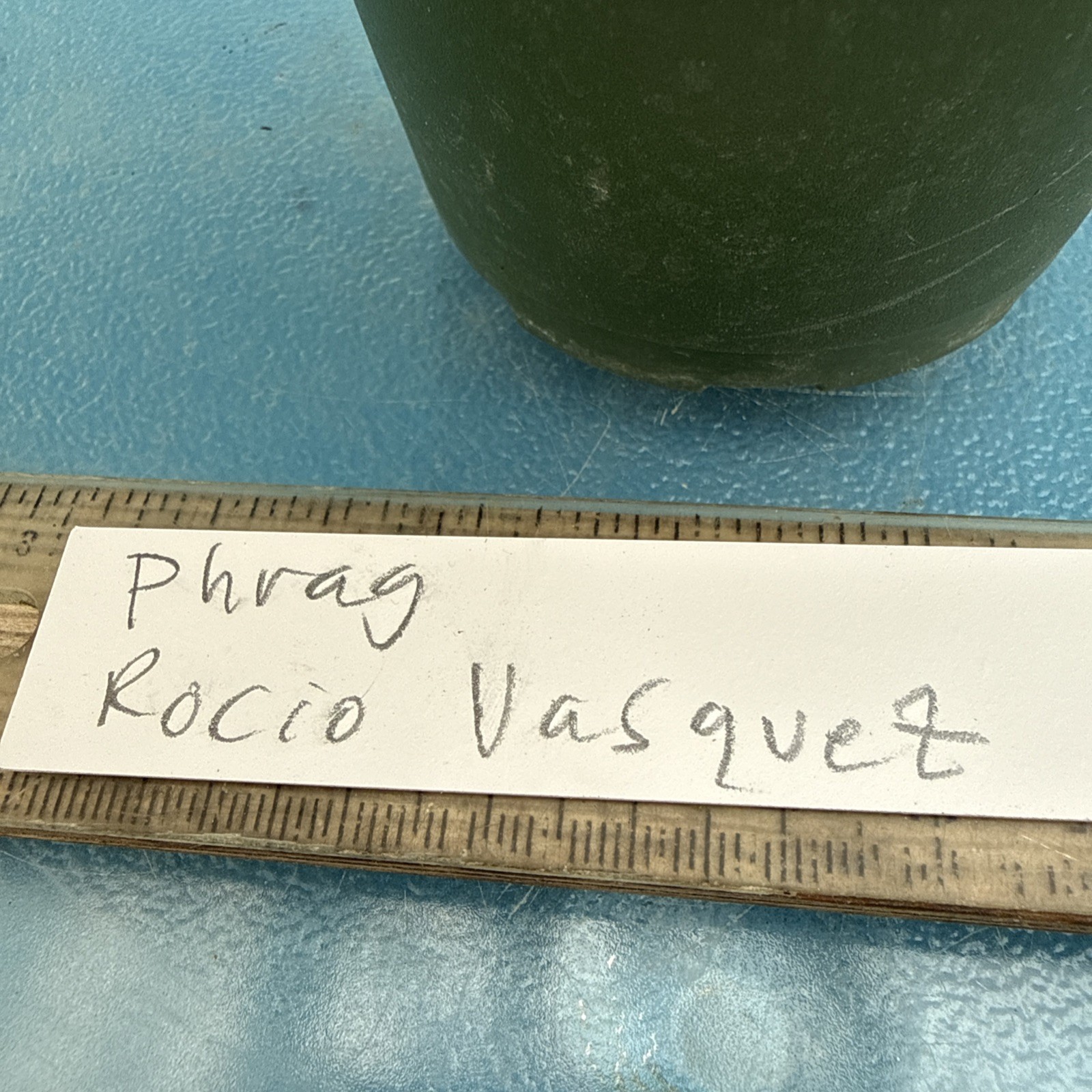 Phragmipedium Rocio Vasquez Red Amber Olive Bloom Size Orchid Hybrid 4” RePot