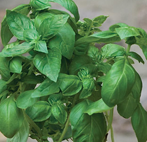 Ocimum basilicum Basil Marsellie fragrant french basil 10 seeds