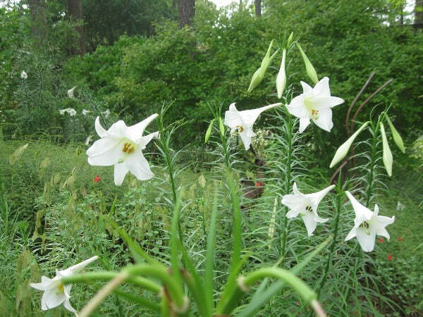 Lilium formosanum | Formosan Lily | Taiwanese Mountain Lily | 10 Seeds
