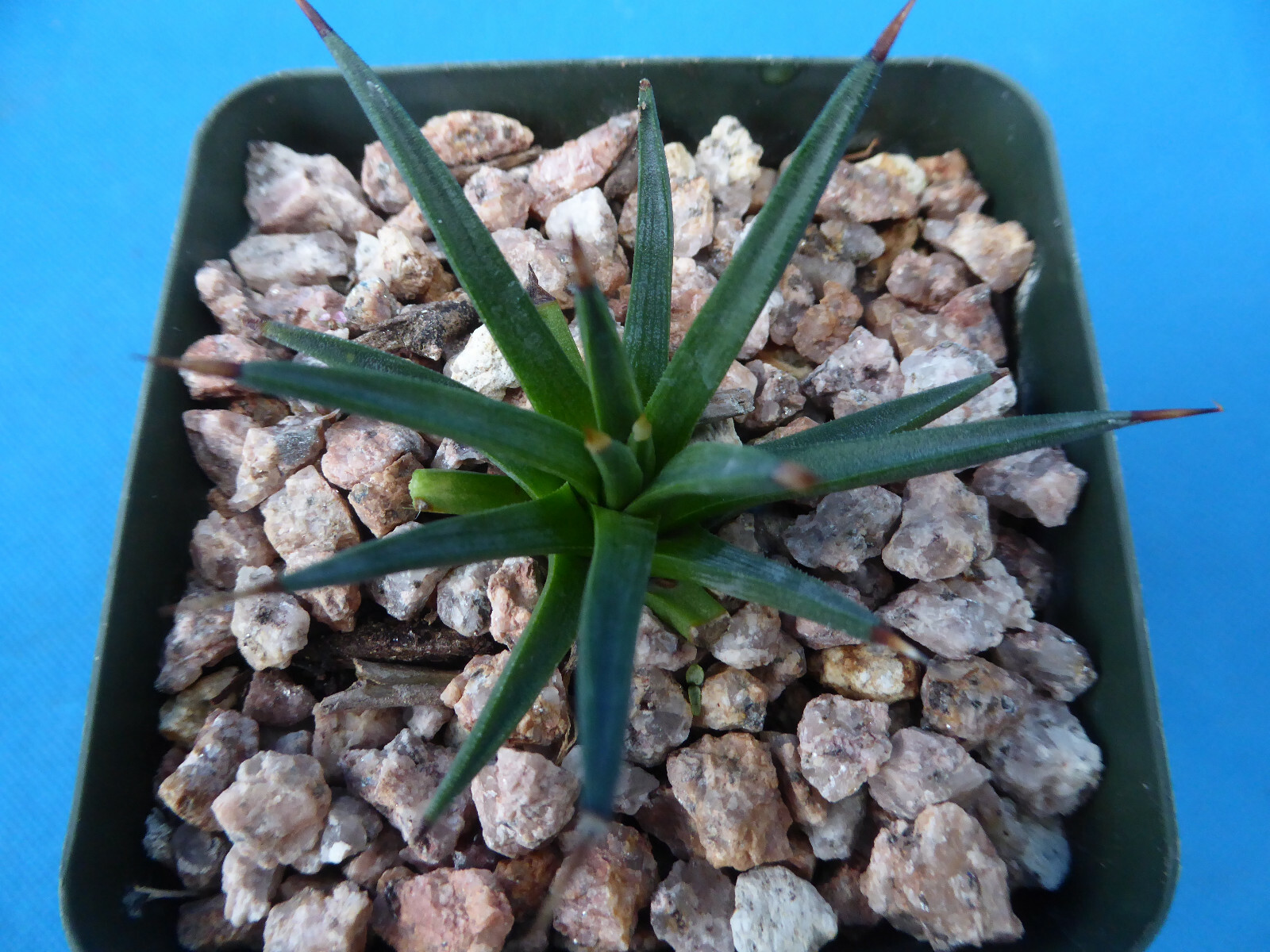 Agave albopilosa Seedling Plants VERY RARE Agave! 4+ Years Old! 2″-3″ Wide