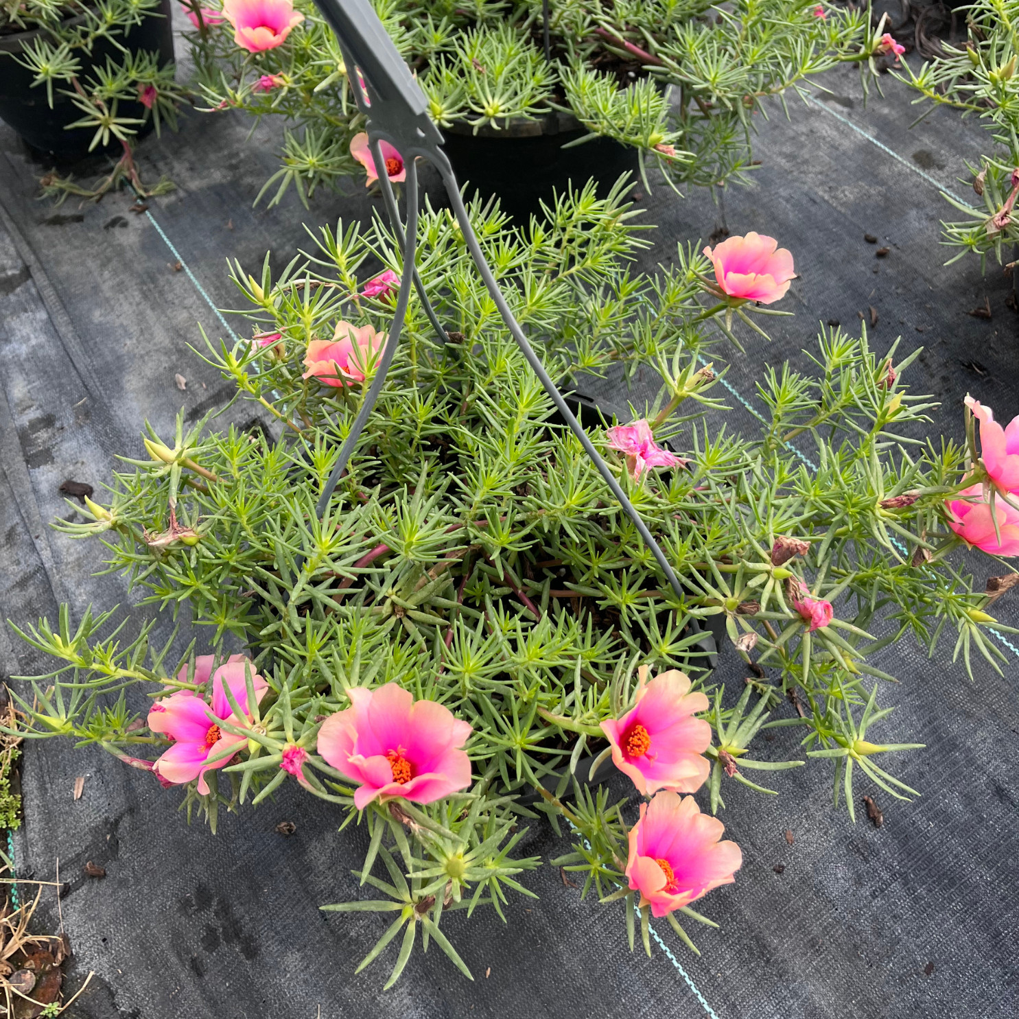 Hot Pink Portulaca grandiflora, moss rose or purslane plant 6 in Basket