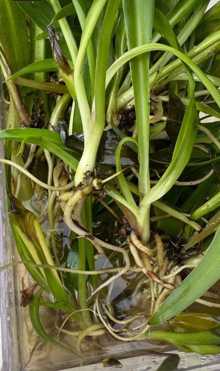 CHLOROPHYTUM COMOSUM GREEN SPIDER PLANT BARE ROOT/PUP