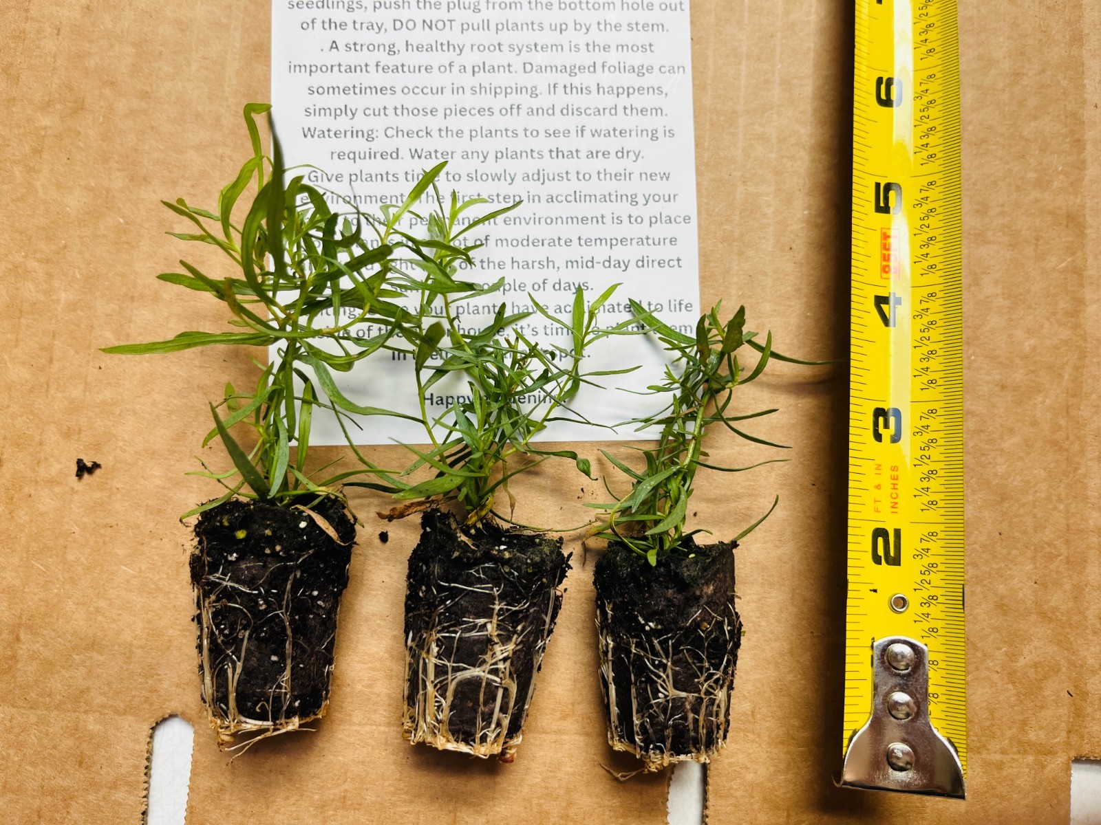 Herb French Tarragon Live Plant, Healthy Starter Ready to Plant
