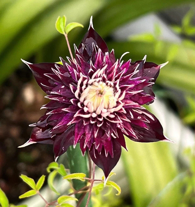 25 Clematis Seeds Flower Seed Perennial Flowers Vine “Purple Red”