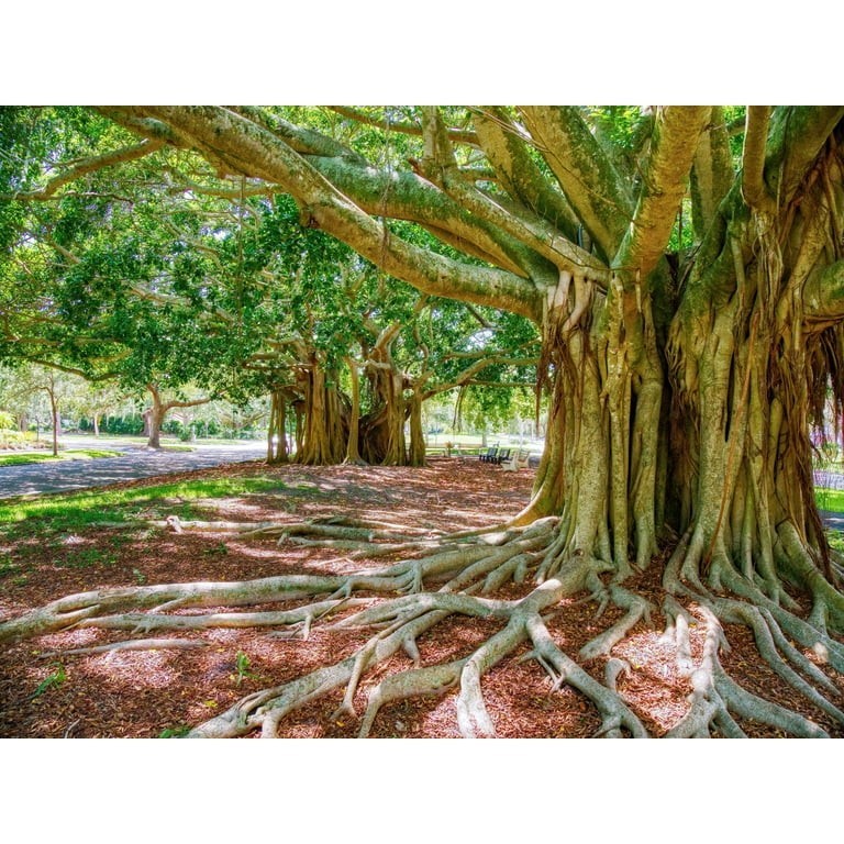 250 Bayan Tree Seeds | Rare Exotic Heirloom Seeds | Fast Growing Forestry Plant