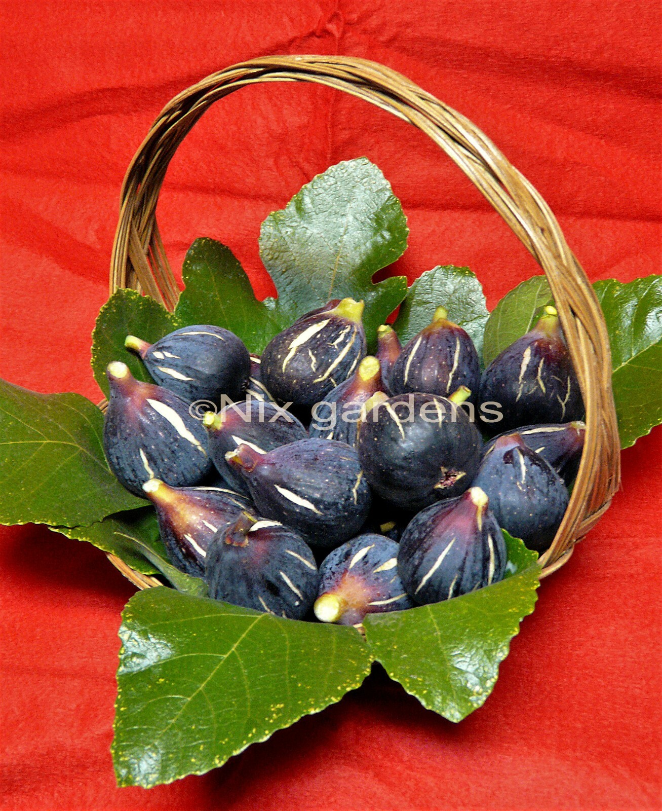 “LEBANESE BLACK/PURPLE” HEIRLOOM FIG TREE (2) Cuttings – Vigorous & Prolific