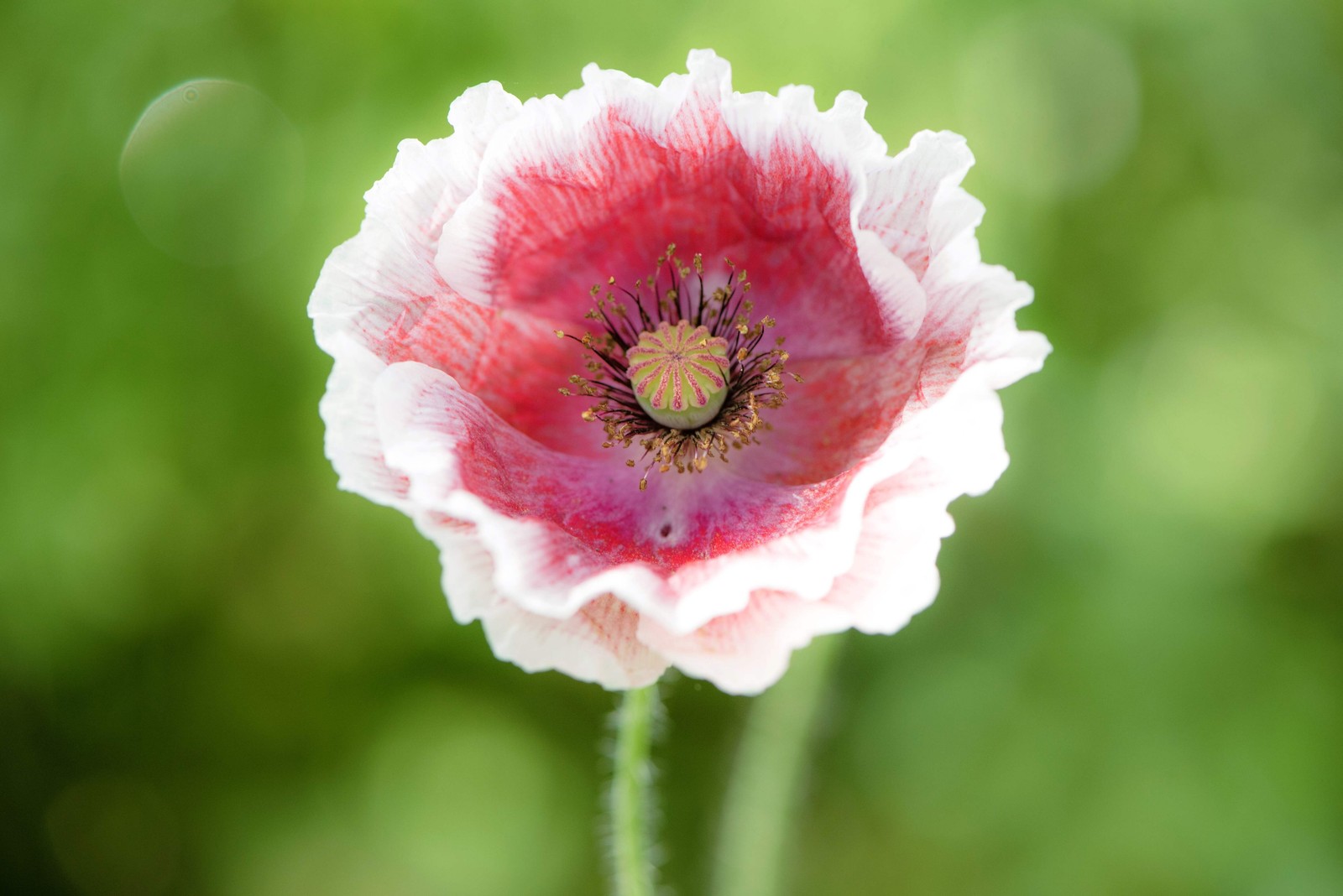 2000 MIXED Color SHIRLEY POPPY Corn Field Flanders ) Papaver Rhoeas Flower Seeds