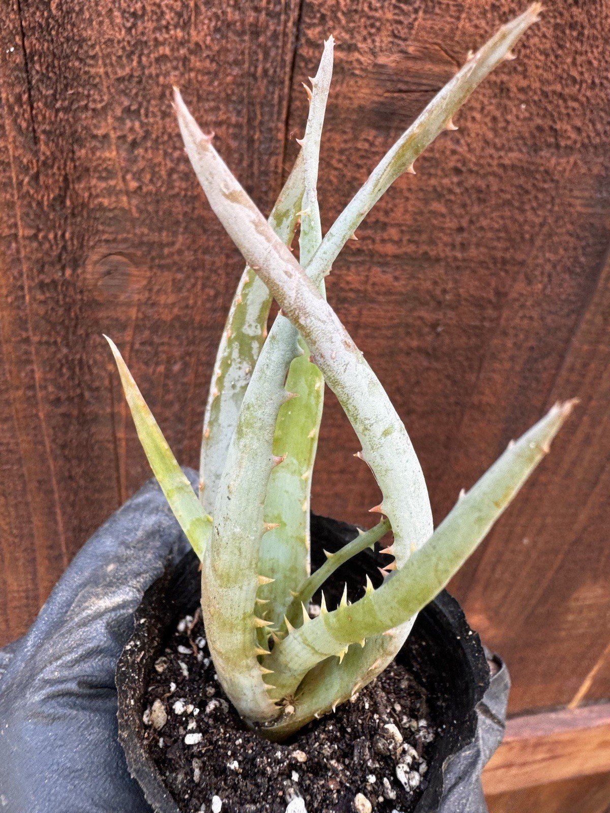 Aloe Vera Succulent Plant Rooted Live Plant-ORGANIC