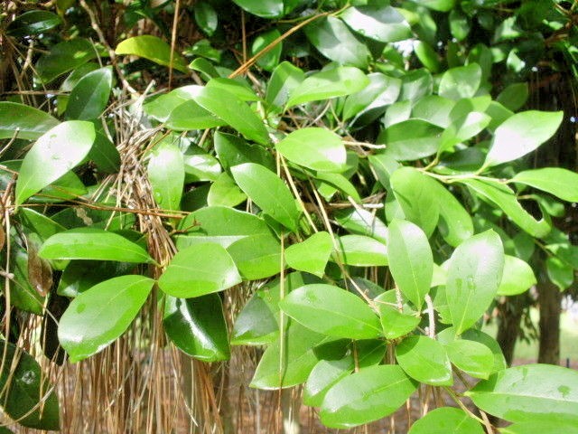 10 EVERGREEN WITCH HAZEL SEEDS – Distylium racemosum