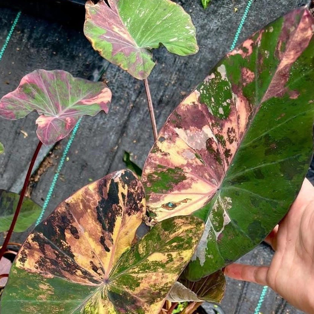 Colocasia Variegated Bulb Elephant Ear Episode One Tuber New Hybrid RARE