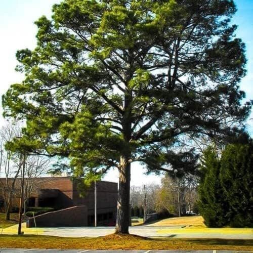 Loblolly Pine Tree Plants | Live Seedlings | Pinus Taeda | Fast-Growing Trees