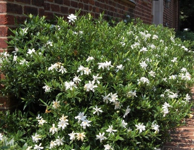 Frost Proof Gardenia ( cape jasmine ) – Live Plant – ( 1 QT )