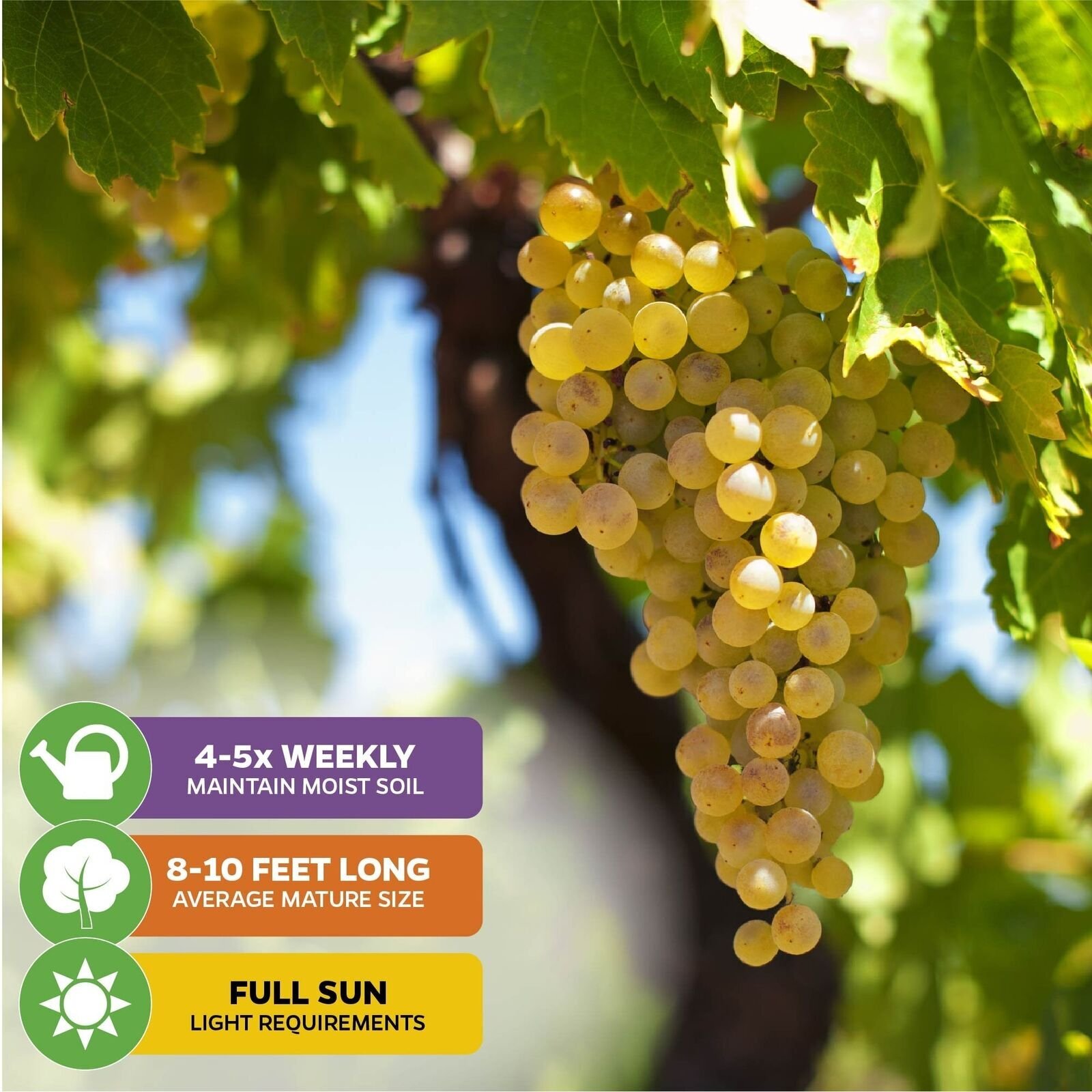 Blanc du Bois Grape – Vitis labrusca – Live Plant