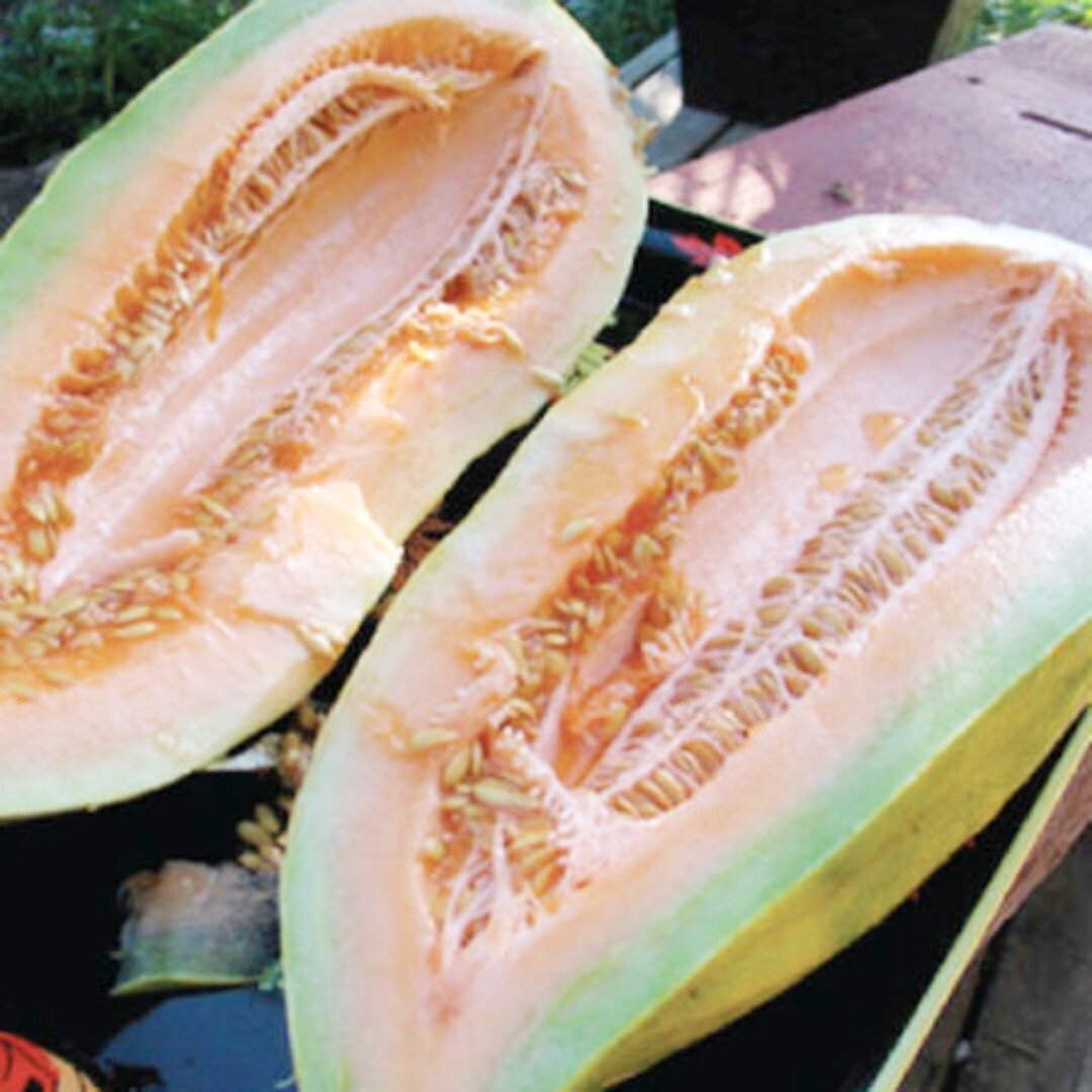 25+ Banana Melon Seeds | NON-GMO | Heirloom | Fresh | CANTALOUPE | MUSKMELON
