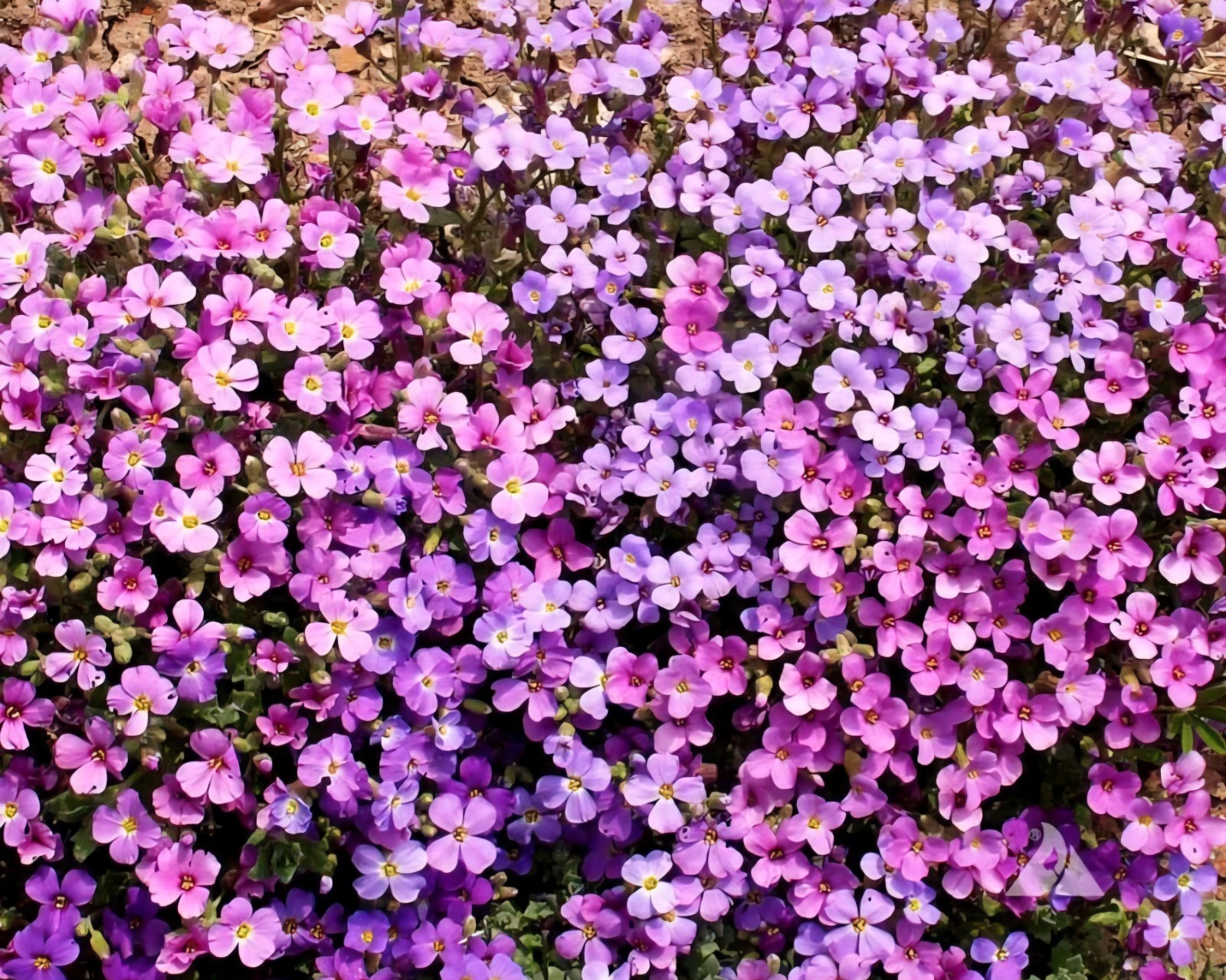 Purple Rock Cress, Aubrieta SEEDS