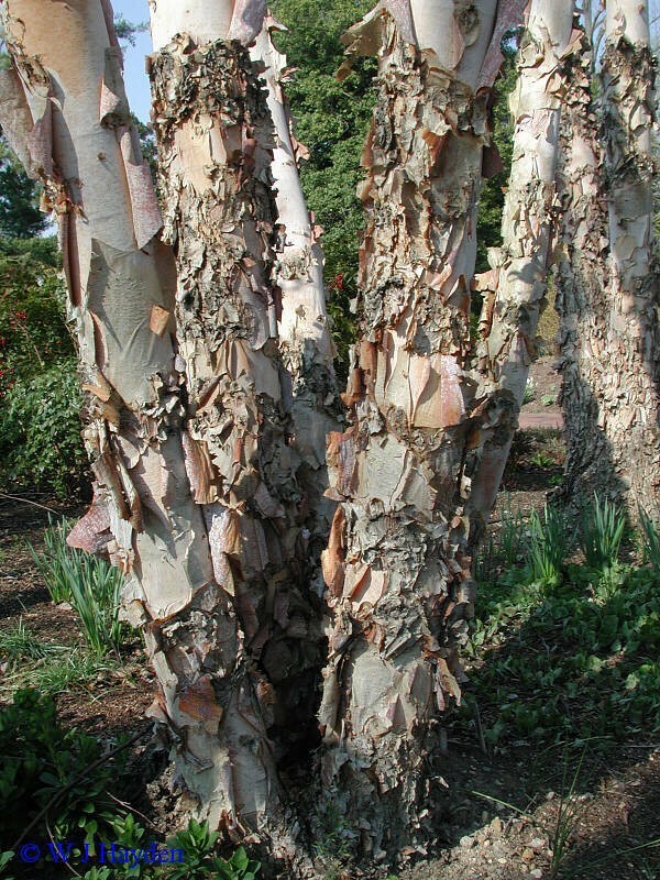 River Birch Tree Seeds Black Birch Betula Nigra Plant Fast Hardy Fall Color