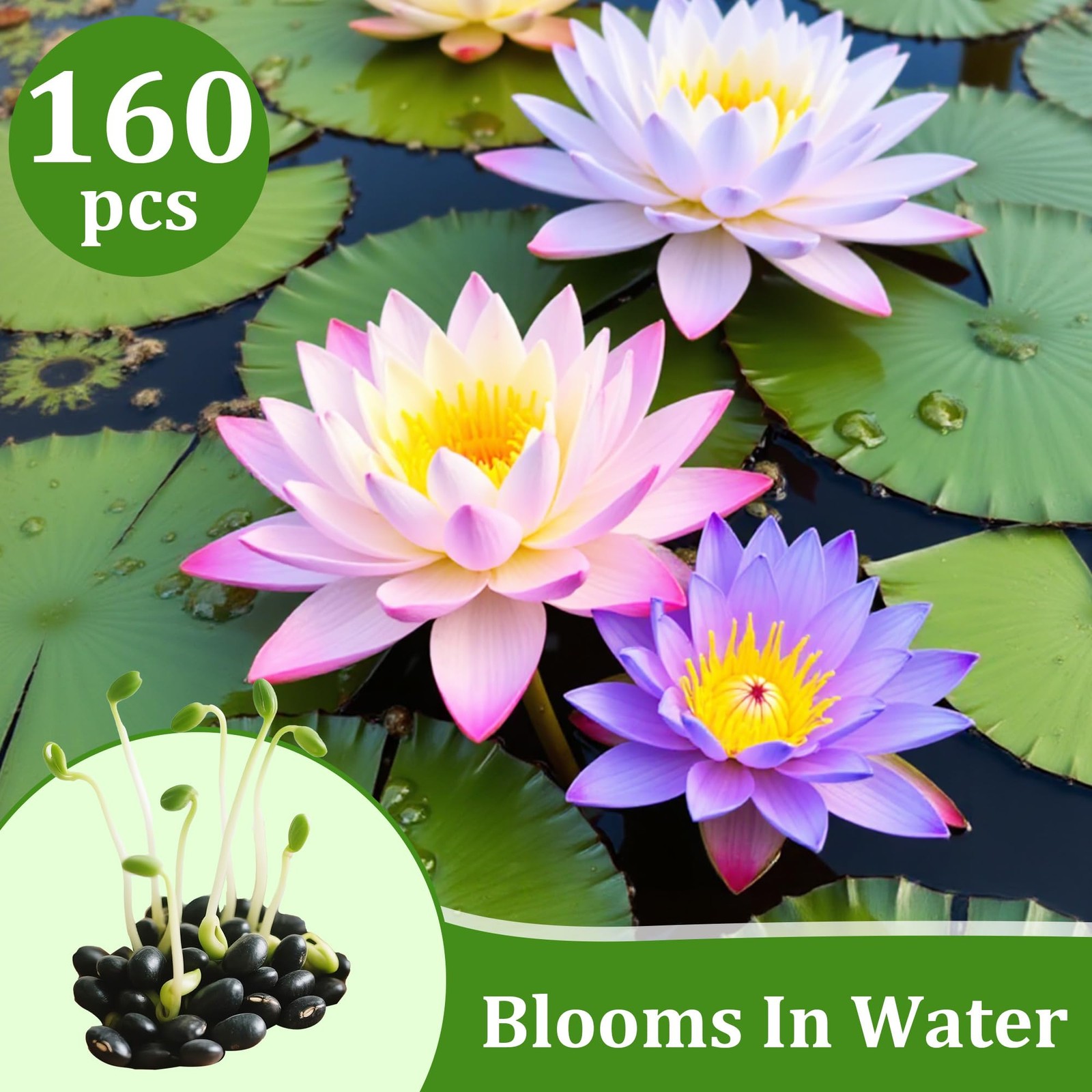 160Pcs Mixed Lotus Seeds for Planting in Water, Colorful Bowl 160, Mix color