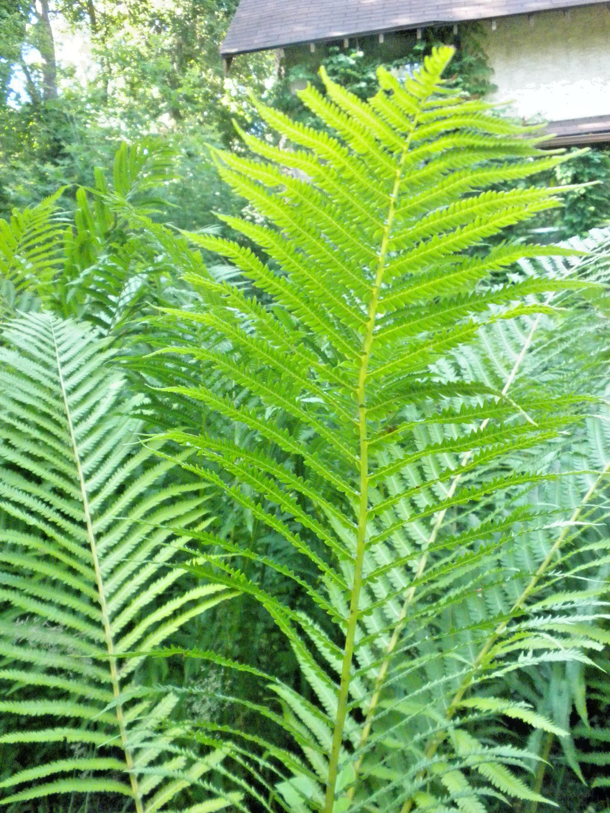 Ostrich (Cinnamon) Fern Crown Home Grown Woodland Bare Root Fern