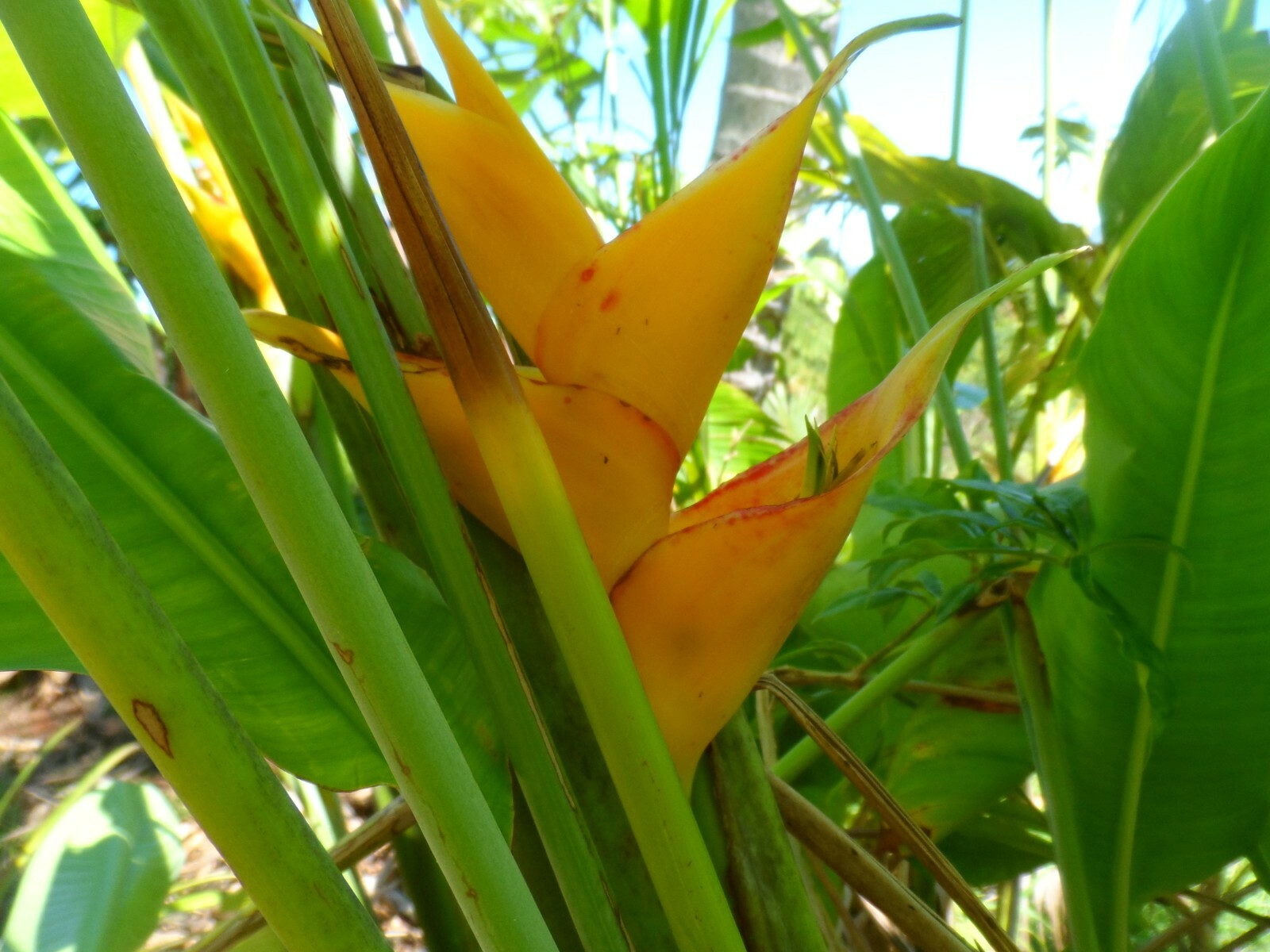 1 Large Heliconia Caribe Rhizome with 10 in of stem, Yellow exotic flowers!