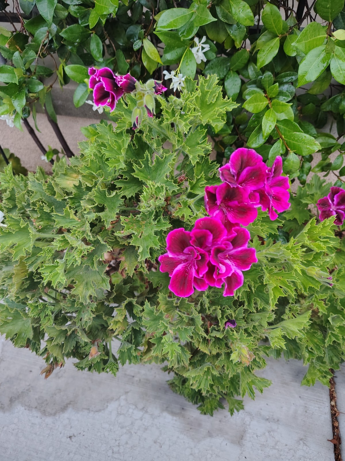 6 PURPLE PELARGONIUM FANCY REGAL GERANIUM PLANT 6″ CUTTINGS
