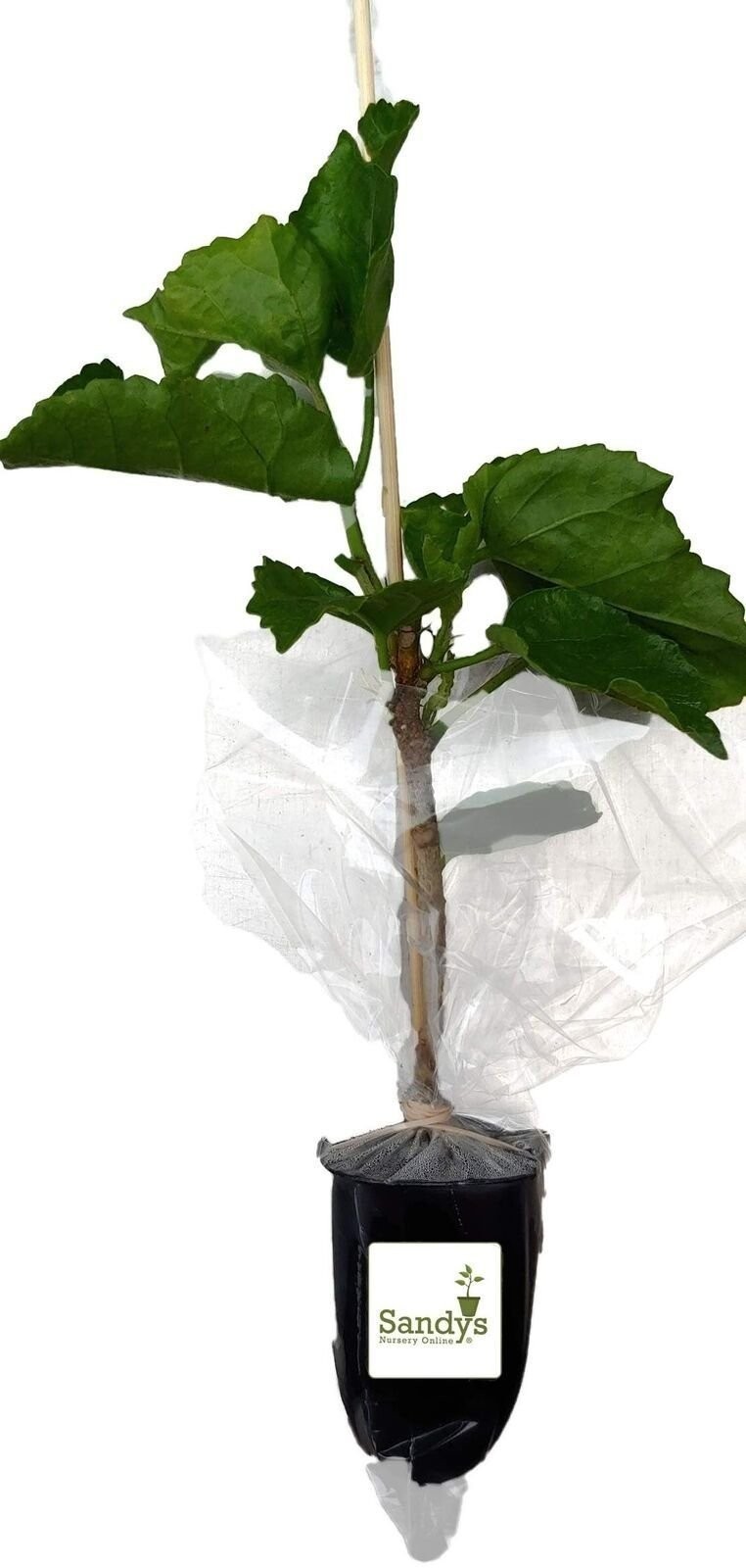 Hibiscus Cajun Color Black Dragon, Starter Plant