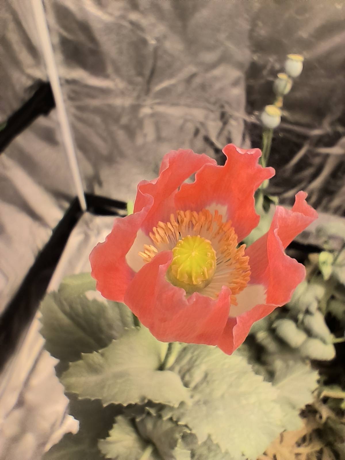 500 Queen’s Poppy Seeds P. Somniferum – Very Rare – Salmon & White Blooms