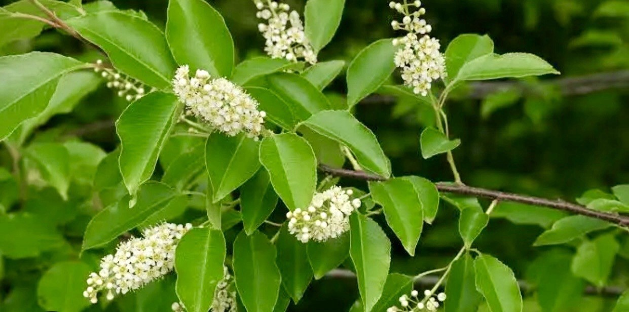 Black Cherry (Prunus serotina) Tree Seedlings 7 Live Plants Many Uses