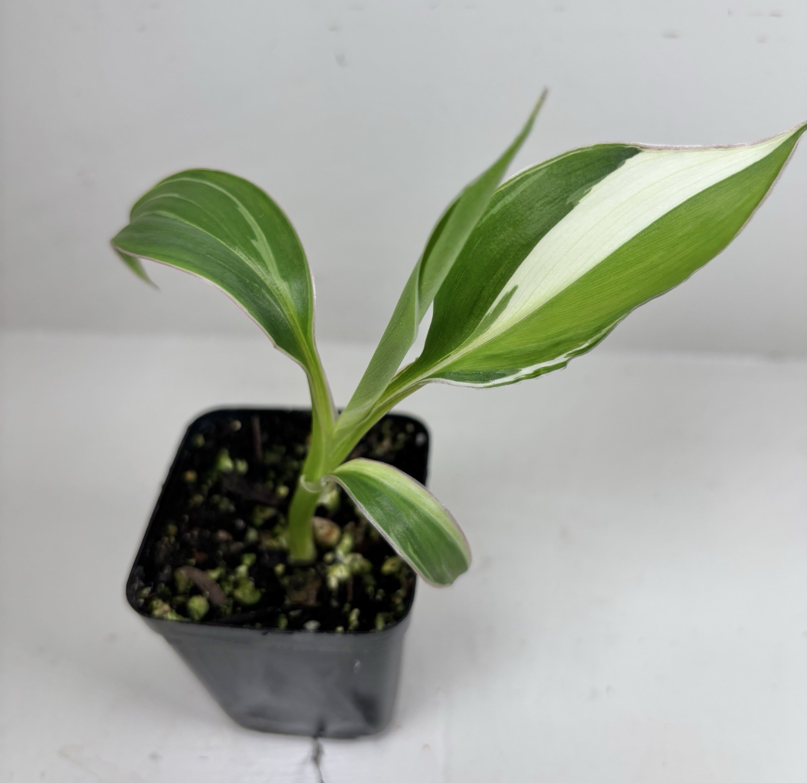 Varigated Musa Pink Nono Starter Plant – 2.5” Grow Pot