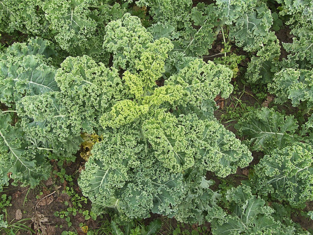 100+ Dwarf Siberian Kale Seeds Heirloom NON-GMO Fresh Seeds for Your Garden