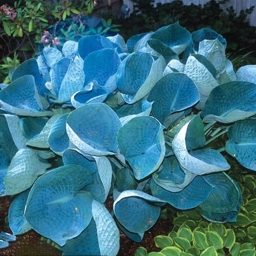 Mixrug Mixed 305+ Hosta Seeds Mix for Planting,Colorsed Hostas