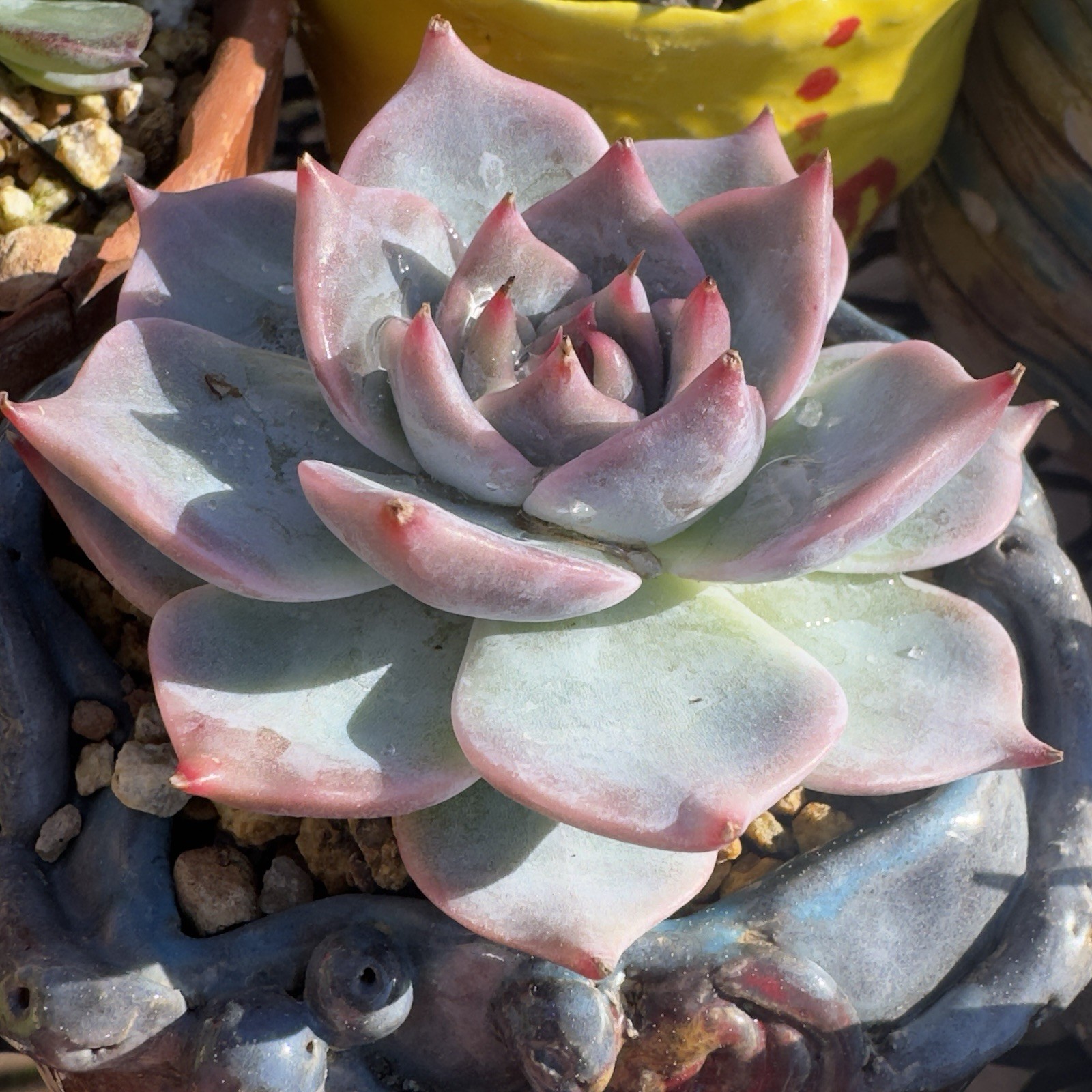 Echeveria Pikachu’ Rare Succulent