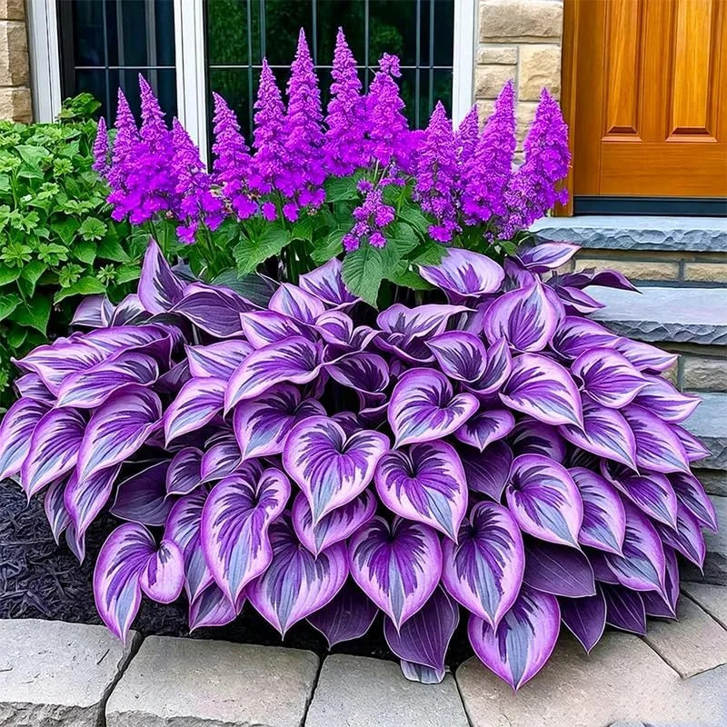220+ Mixed Hosta Seeds for Planting – Perennial Garden Decoration Low Maintenanc