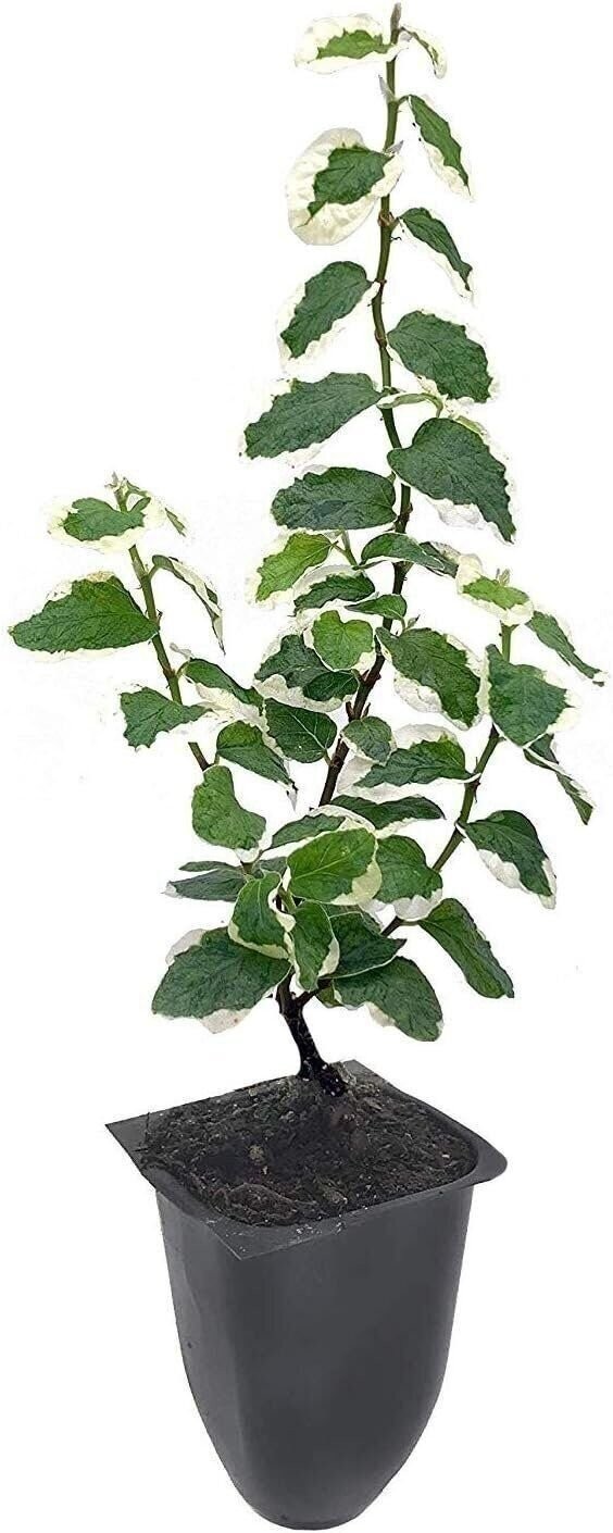 Creeping Fig Variegated | 2 Inch | Ficus pumila | Low Maintenance | Hardy