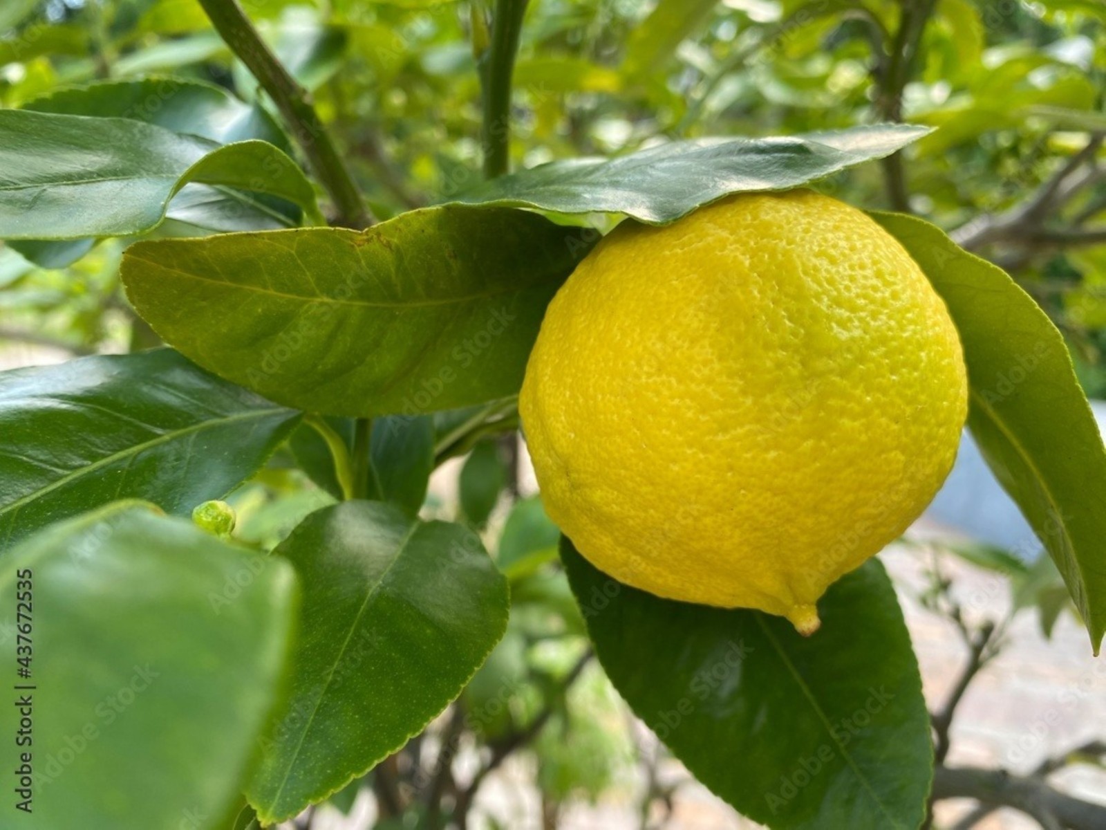 Bergamot Semi-Dwarf Orange Tree 24″-36″ tall, grafted Not for Az, Fl, La, Tx, Ak