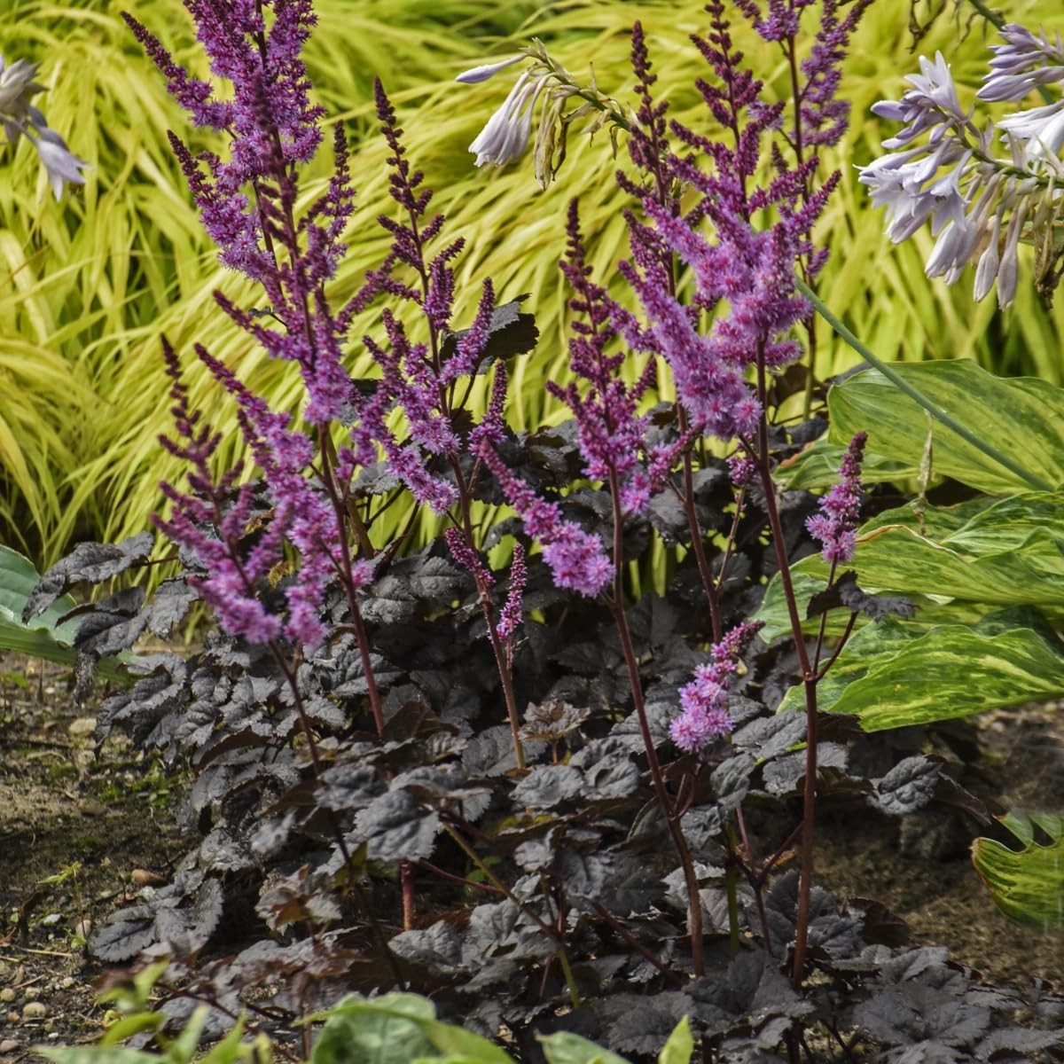 Live Plant from – Proven Winners, Astilbe ‘Dark Side of The Moon’, Pink Flowe…