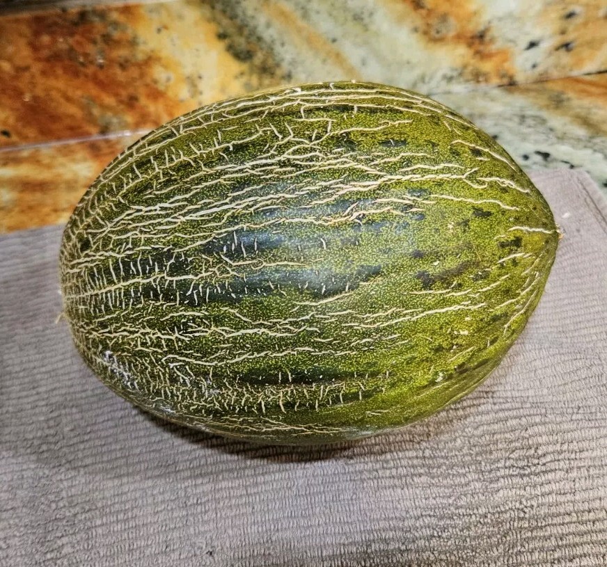 RARE Piel De Sapo Melon Seeds 25+ Santa Claus Melon / FL GROWN / ORGANIC