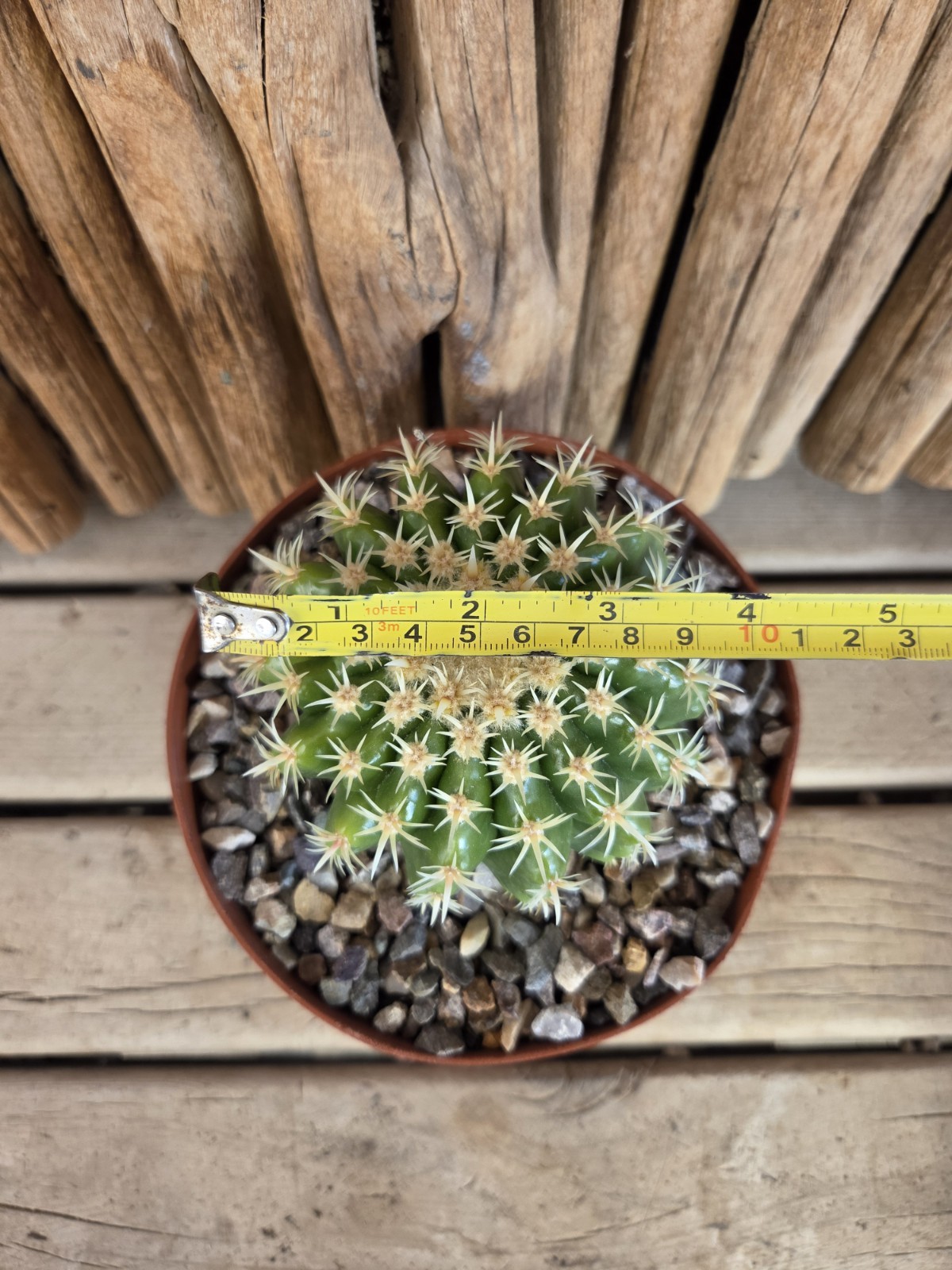 Echinocactus grusonii var. brevispinus