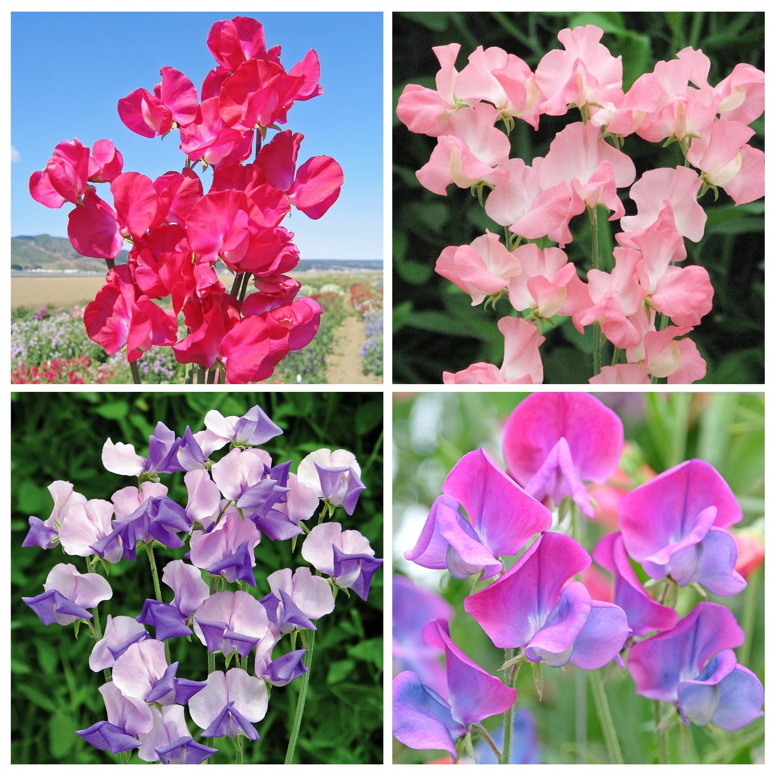 500+Mixed Sweet Pea Seeds for Planting Outdoors-Perennial Ornamental Flower P…