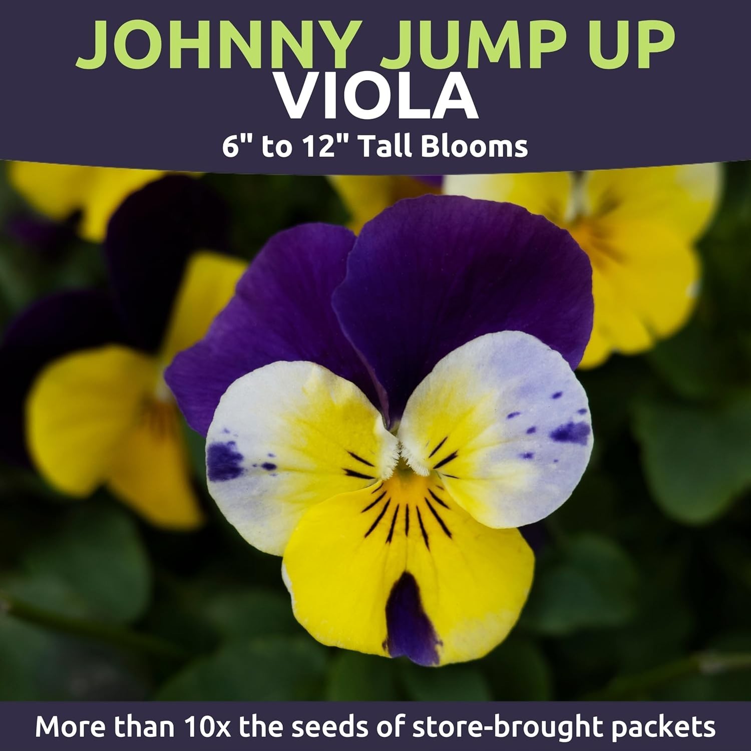 Viola – Johnny Jump-Up – Large 1/4 Ounce Packet – 10,000 Flower Seeds for Pla…