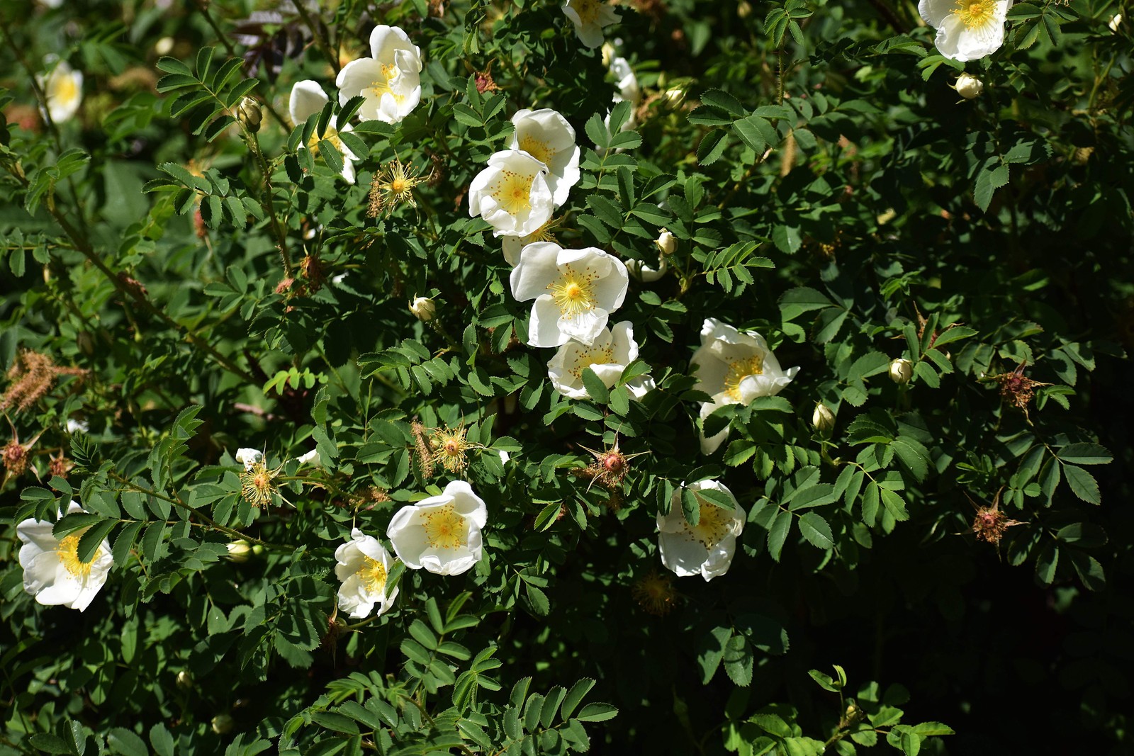 10 WHITE JAPANESE ROSE Rosa Rugosa Alba Bush Shrub Flower Seeds *Flat Shipping