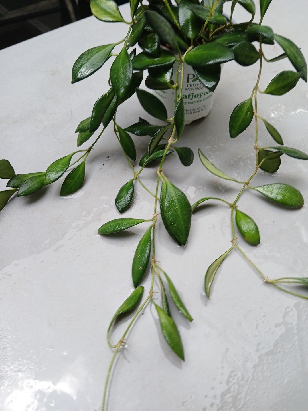 #124- HOYA BURTONIAE VARIEGATED LIVE PLANTS, FULL POT PLANTS,