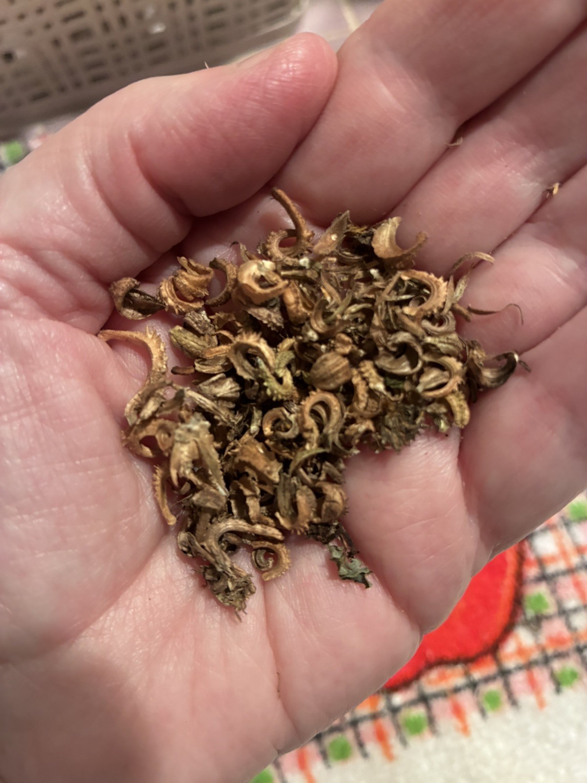 Calendula/Pot Marigold: Mixed Types- Great For Salves, Cut flowers-50 seeds