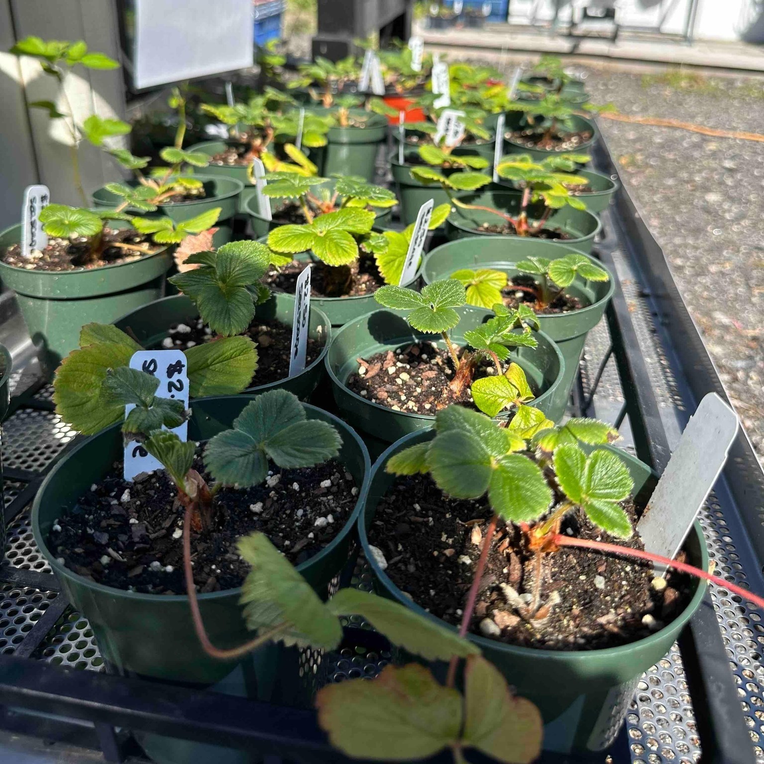 Seascape Beauty Everbearing – 50 Live Strawberry Plants, NON GMO,